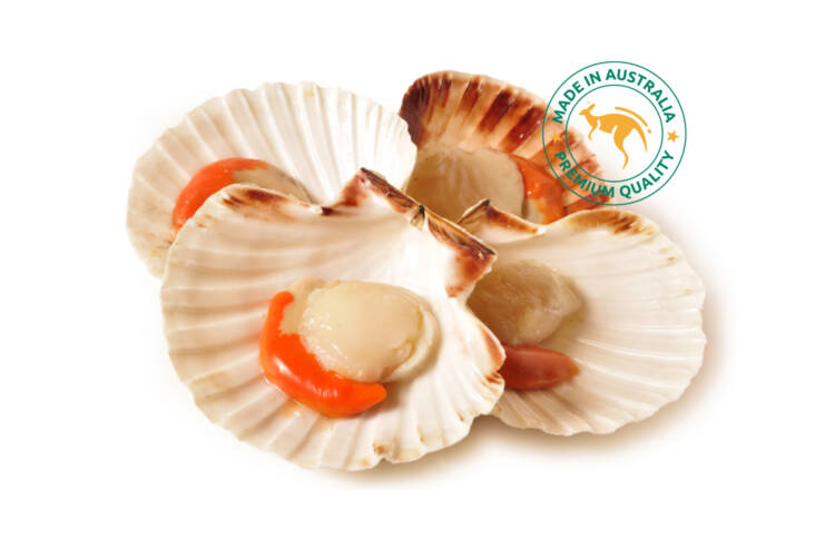 Sò Điệp Úc Tasmania Nguyên Con